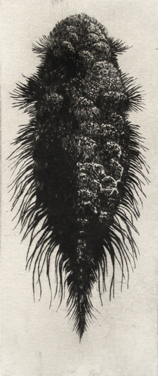 Organism, drypoint, 3x8 inches approx., edition of twenty