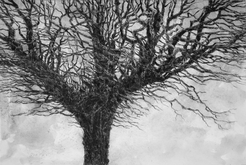 Wolf Tree, drypoint with watercolour tint, 8x12 inches, edition of 20