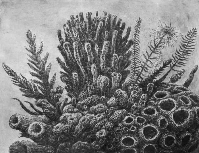 Sealife on a Cusp, drypoint and watercolour tint, 8x10 inches, edition of twenty